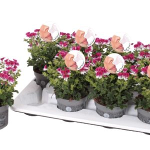 Pelargonium Pelargonium Grandifloru Pelg. Angel Aroma Senna 12cm
(8 Plants/Order)(12cmP 25cmH)