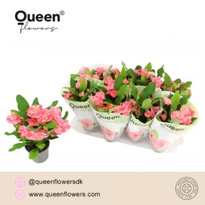 Euphorbia Charlotte Euphorbia Tiara Alexandra P12 Queen Stadium 2
(8 Plants/Order)(12cmP 22cmH)