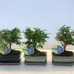Bonsai Carmona macrophylla, 15cm., broom, with drip tray
(10 Plants/Order)(15cmP 25cmH)