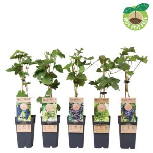Vitis vinifera mix tray, P15
(10 Plants/Order)(15cmP 50cmH)