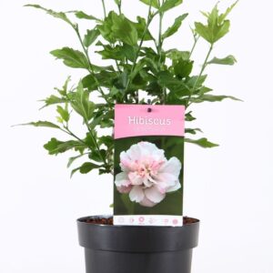Hibiscus syriacus Lady Stanley Hibiscus syr. 'Lady Stanley' P19/C3
(1 Plants/Order)(19cmP 55cmH)