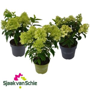 Hydrangea paniculata Hydrangea Paniculata mix 7+
(1 Plants/Order)(23cmP 50cmH)