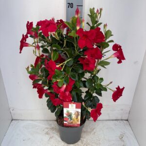 Mandevilla Diamantina Topaze Vermil Mandevilla Diamantina Topaze Vermillion Rack P17
(6 Plants/Order)(17cmP 60cmH)