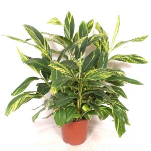 Alpinia Variegata Alpinia zerumbet 'Variegata'
(1 Plants/Order)(27cmP 100cmH)