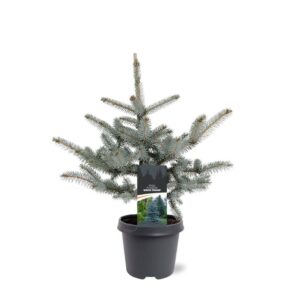 Picea pungens Erich Frahm Picea pungens 'Erich Frahm'
(1 Plants/Order)(23cmP 50cmH)
