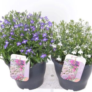 Lobelia Laguna Lobelia erinus mix
(1 Plants/Order)(23cmP 40cmH)