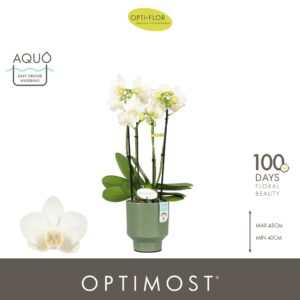 Phalaenopsis Multiflora Optimost Amabilis Starrion 4 spike in Emilia Green Aquo
(6 Plants/Order)(12cmP 45cmH)