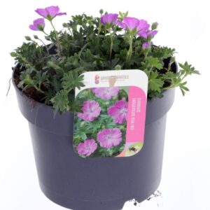 Geranium Geranium Max Frei
(6 Plants/Order)(17cmP 25cmH)