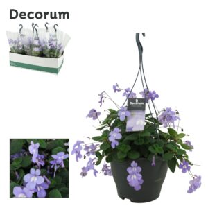 Streptocarpus saxorum Streptocarpus saxorum 19 cm Decorum
(5 Plants/Order)(19cmP 35cmH)