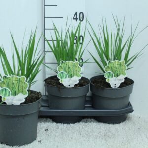 Panicum virgatum Panicum vir. 'Northwind' P19
(3 Plants/Order)(19cmP 40cmH)