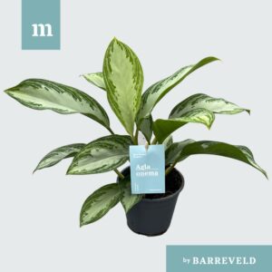 Aglaonema Silver Bay Green agla 'Silver Bay' (Aglaonema)
(8 Plants/Order)(14cmP 40cmH)