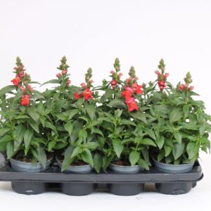 Antirrhinum majus other Antirrhinum majus Orange
(8 Plants/Order)(12cmP 40cmH)