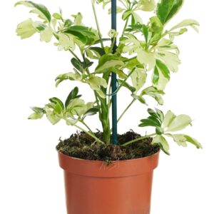 Schefflera Janine Schefflera Janine
(18 Plants/Order)(9cmP 20cmH)