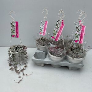 Ceropegia woodii Variegata Ceropegia Woodii Variagata
(6 Plants/Order)(14cmP 70cmH)