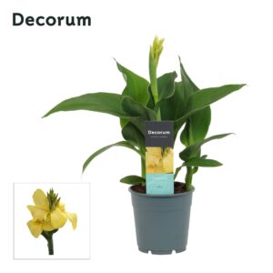 Canna Cannova Yellow Canna Yellow (Decorum)
(10 Plants/Order)(12cmP 30cmH)