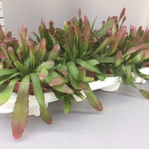 Rhipsalis rhipsalis red coral
(8 Plants/Order)(12cmP 15cmH)