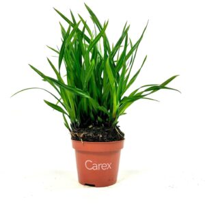 Carex morrowii Carex Irish Green p10,5
(12 Plants/Order)(10.5cmP 20cmH)