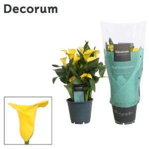 Zantedeschia Sunclub Zantedeschia (Calla) dark yellow (Decorum)
(8 Plants/Order)(14cmP 40cmH)
