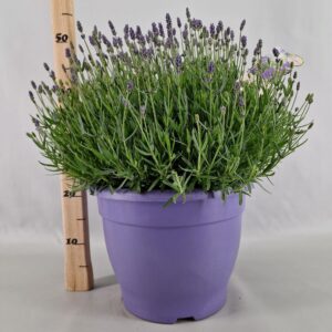 Lavandula angustifolia Essence Pur Lavandula Ang. Essence Purple 32 Cm
(1 Plants/Order)(32cmP 55cmH)