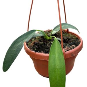 Anthurium Leaf Anthurium Wendlingeri
(8 Plants/Order)(14cmP 20cmH)
