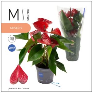 Anthurium (Andreanum Grp) Picanta R Mimesis Anthurium KARMA Picanta Red - 12cm
(10 Plants/Order)(12cmP 47cmH)