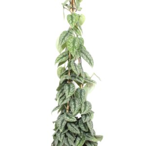 Scindapsus Trebie Scindapsus Trebie
(1 Plants/Order)(27cmP 150cmH)