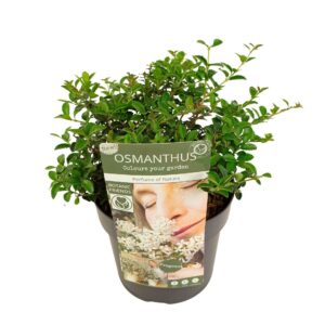 Osmanthus Osmanthus 'Perfume of Nature'®
(1 Plants/Order)(19cmP 35cmH)