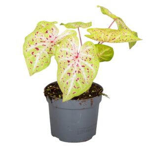 Caladium Caladium Miss Muffet
(6 Plants/Order)(13cmP 20cmH)