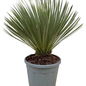 Yucca rostrata Yucca rostrata P32
(1 Plants/Order)(32cmP 85cmH)
