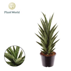Sansevieria Cylindrica Sansevieria 'Starshooter'
(7 Plants/Order)(14cmP 40cmH)