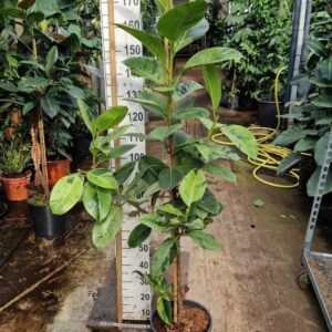 Ficus Moonshine Ficus Shivereana Moonshine stam 200
(1 Plants/Order)(30cmP 190cmH)