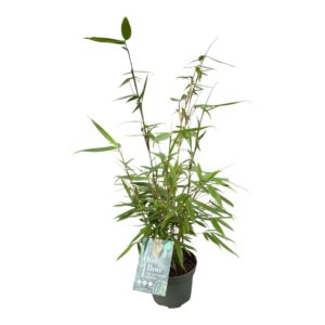 Fargesia robusta Pingwu Fargesia robusta 'Pingwu' - One Boo™ Wall P17
(6 Plants/Order)(30cmP 40cmH)