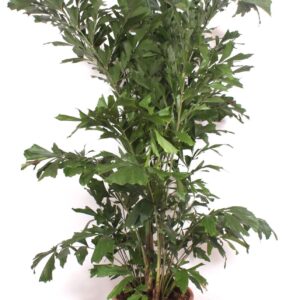 Caryota mitis Caryota mitis
(1 Plants/Order)(45cmP 230cmH)