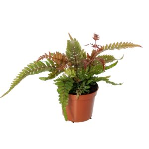 Pteris Tricolor Pteris Quadriaurita 'Tricolor'
(20 Plants/Order)(8.5cmP 20cmH)
