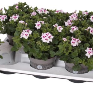 Pelargonium Pelargonium Grandifloru Pelg. Angel Lisa 12cm
(8 Plants/Order)(12cmP 25cmH)