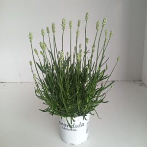 Lavandula x intermedia Edelweiss Lavendel Lavandula edelweiss white
(8 Plants/Order)(12cmP 35cmH)