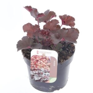 Heuchera Heuchera Melting Fire
(8 Plants/Order)(13cmP 25cmH)
