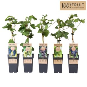 Vitis other white Vitis mix tray P15
(10 Plants/Order)(15cmP 65cmH)