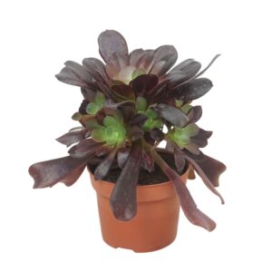 Aeonium aboreum velours Aeonium valour 12 cm
(6 Plants/Order)(12cmP 22cmH)