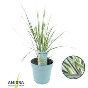 Calamagrostis x Overdam Calamagrostis accutiflora 'Overdam'
(6 Plants/Order)(17cmP 70cmH)