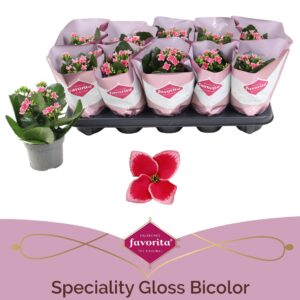 Kalanchoe Gloss Bicolor Kalanchoë Favorita Speciality Gloss Bicolor
(10 Plants/Order)(10.5cmP 22cmH)
