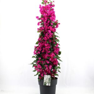 Bougainvillea Sanderiana Bougainvillea 'Sanderiana' piramide p29
(1 Plants/Order)(29cmP 150cmH)