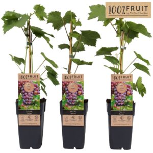 Vitis other white Vitis Spulga P15
(10 Plants/Order)(15cmP 65cmH)