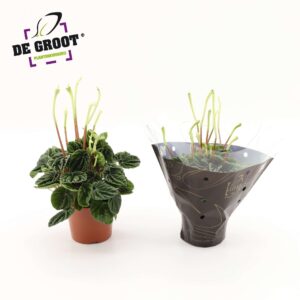 Peperomia Lilian Peperomia Lilian
(8 Plants/Order)(12cmP 30cmH)