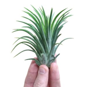 Tillandsia ionantha green large
(15 Plants/Order)(8cmP 8cmH)