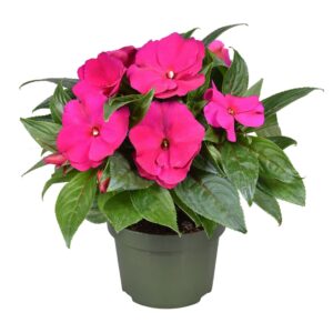 Impatiens Tamarinda Purple Impatiens New Guinea purple
(6 Plants/Order)(13cmP 25cmH)