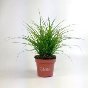 Carex brunnea Carex brunnea (groen) p10,5
(12 Plants/Order)(10.5cmP 25cmH)