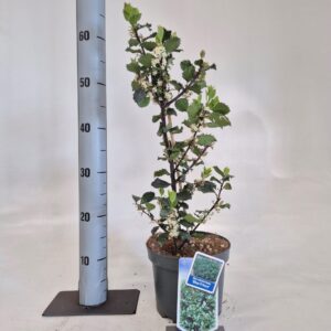 Ilex meserveae Blue Prince Ilex meserveae 'Blue Prince'
(1 Plants/Order)(19cmP 60cmH)