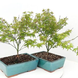 Acer palmatum Little Princess acer palmatum little princess 25cm.
(3 Plants/Order)(25cmP 40cmH)
