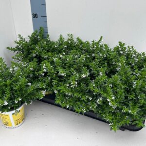 Cuphea hyssopifolia Floriglory Cuphea "Flori Glory"_WHITE_T10,5
(10 Plants/Order)(10.5cmP 22cmH)